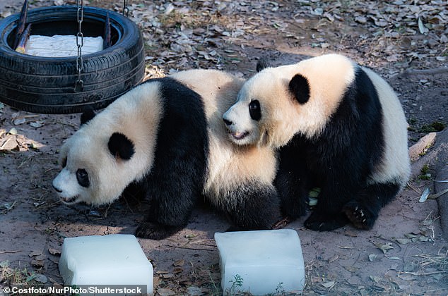 Some of the pandas, like Yu Ke and Yu Ai, decided to play instead of eating something.