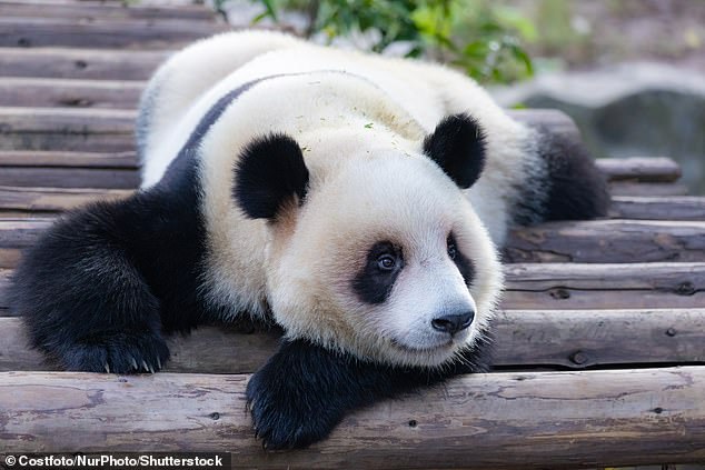 But giant panda Xing Xing decided they needed a rest after the excitement of the festivities.