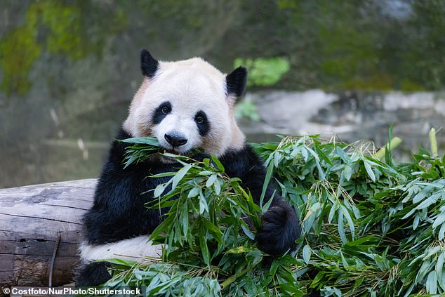 Giant panda Yu Bei eats bamboo leaves at Chongqing Zoo