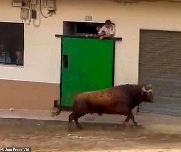 The bull had just left its corral when it charged towards the man at breakneck speed.