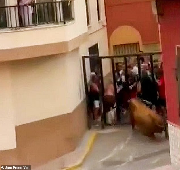 The bull picked up the man from behind a metal gate with its horns.