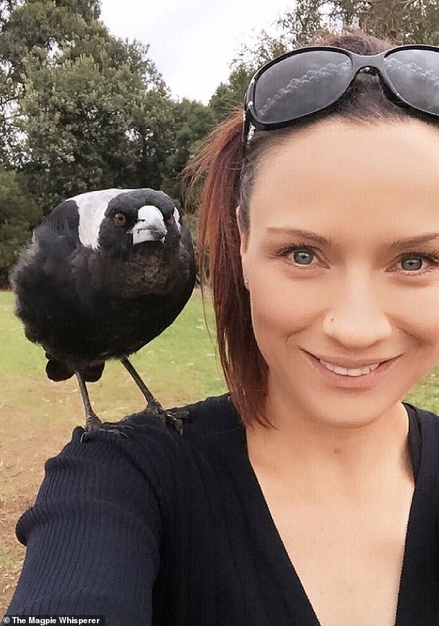 Danielle, known as The Magpie Whisperer, said she has heard stories of people offering food to the magpies in their neighbourhood in order to befriend them and not be attacked.