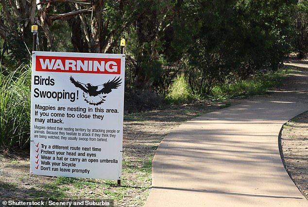 WIRES shared some helpful strategies to avoid dive attacks, as well as the warning signs birds display before they dive.