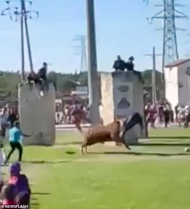 The bull impaled the man's torso and threw him into the air after he tried to sneak around a pillar and play with it.