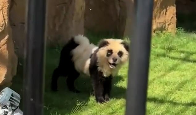 A video shared on YouTube shows the puppies with black ears, limbs and ears and dark circles around their eyes.