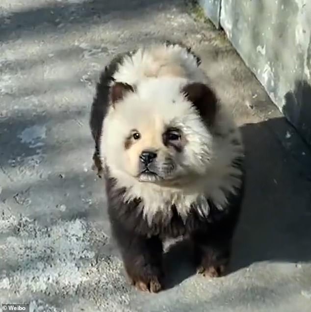 The dogs had their fur cut short before black and white dye was added to their faces and bodies.