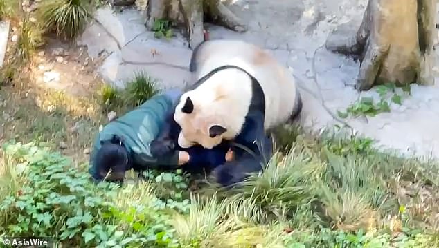 The panda appears to be biting the terrified carer on the arm as she tries to push it away.