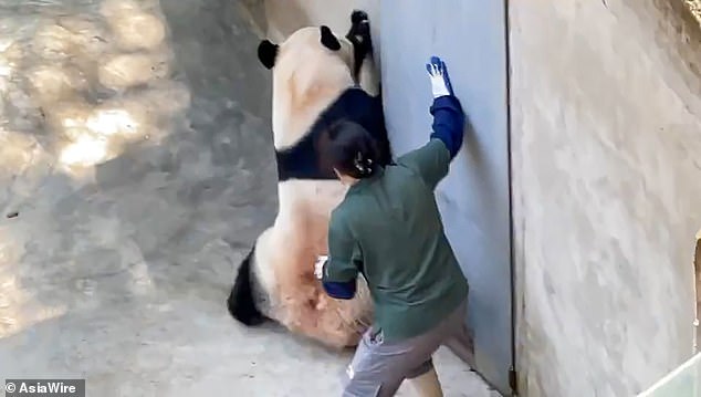 The video first shows the keeper trying to get out of the enclosure, but the panda throws his weight behind the door, forcing her to run back inside.