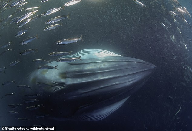 Bryde's whales can be found worldwide in warm and temperate oceans, including the Atlantic, Indian and Pacific.