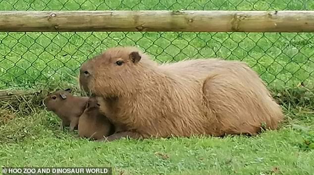 Baby Canela and Churro photographed at the zoo with their mother.