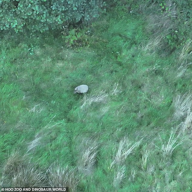 Zookeepers worked through the night to find the animal after a thermal drone spotted it just 200 metres from its enclosure on Tuesday.