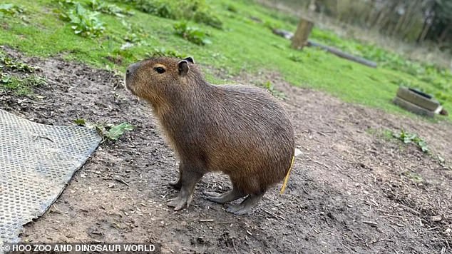 A young Cinnamon photographed at Hoo Zoo, where she lives with her parents and brother.