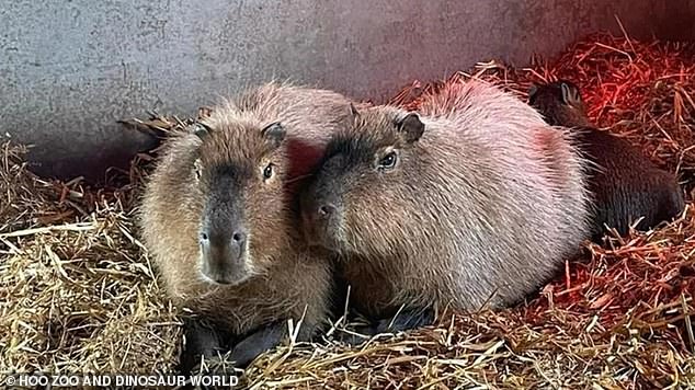 Cinnamon, pictured with her brother Churro, escaped from her habitat at Hoo Zoo and Dinosaur World in Telford on Friday.