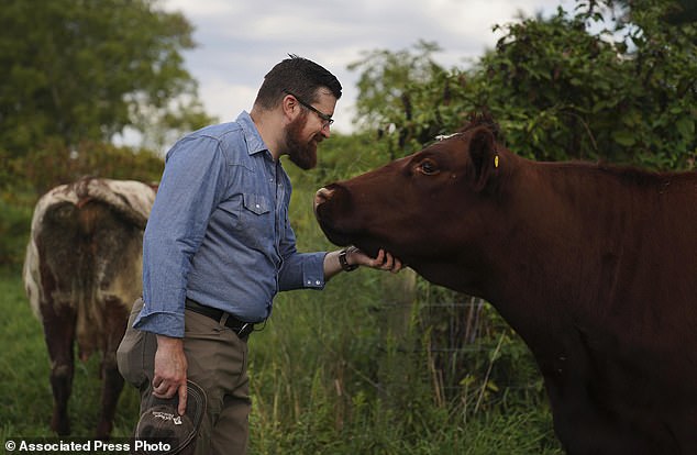 Presbyterian farmer and pastor Lee Scott pets one of the cows at his family's farm, Laurel Oak Farm, in Butler, Pa., Friday, Sept. 6, 2024. (AP Photo/Jessie Wardarski)