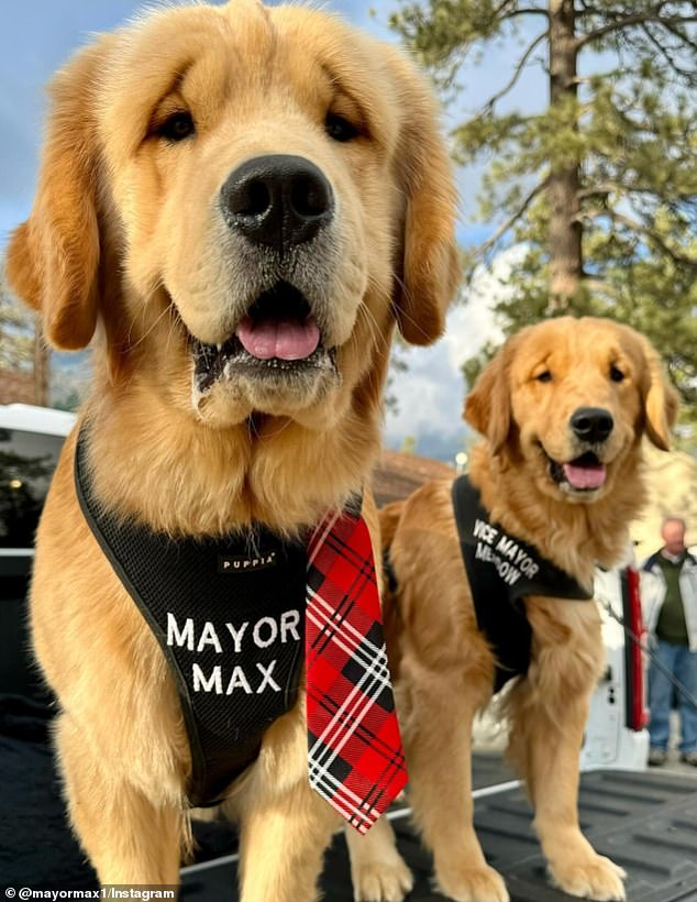 Meadow Mighty-Dog Mueller (right), Mayor Max's sister from the same litter, also acts as Idyllwild's deputy mayor.