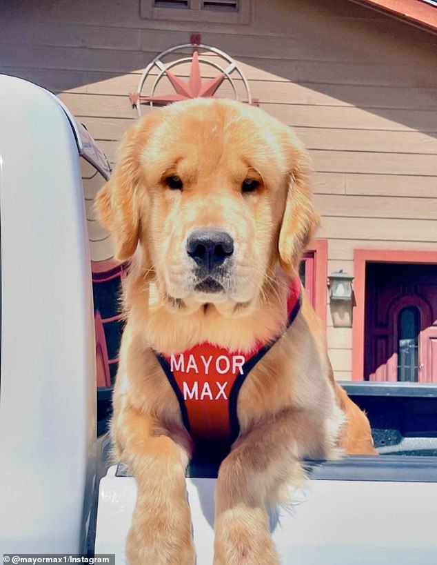 Max successfully defeated 13 other dogs and two cats with 21,132 votes, while raising more than $31,000.