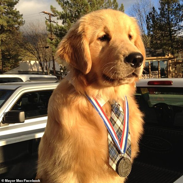 Maximus Mighty-Dog Mueller II took office at two months old and ended his tenure at the age of nine, when he was diagnosed with cancer.