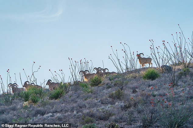 The new owners will see deer, antelope and different types of quail roaming the 32,000 hectares.