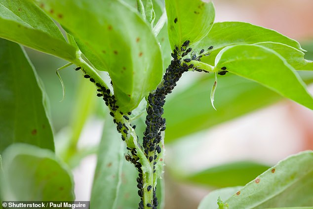 Richard King, director of Wigan-based landscaping company Dino Decking, has revealed five pests likely to wreak havoc on your garden vegetation this autumn (file image)