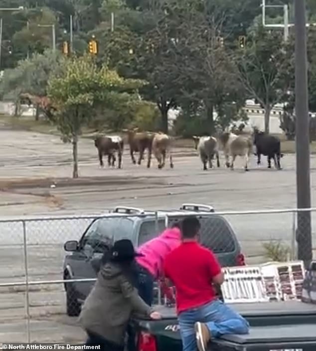 The video ended with the bulls running toward the mall exit near a busy highway.