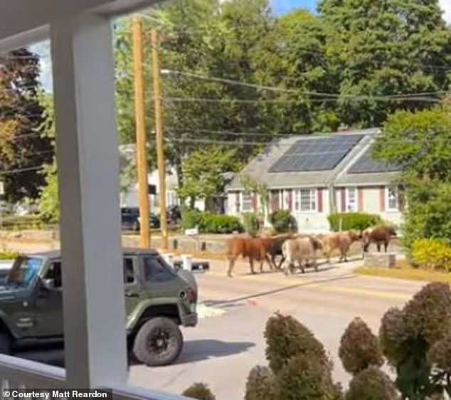 Other clips of the runaway bulls quickly circulated online, including a video showing some of the bulls making their way down a residential street as a person filmed them from their porch.