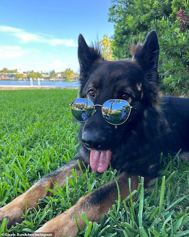 Bündchen showed off her silly side with a photo of her beloved German Shepherd wearing a pair of mirrored sunglasses on the lawn of her $11.5 million five-bedroom mansion on Indian Creek Island in Miami.