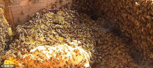 More than 40,000 bees and a huge amount of honeycombs embedded in the structure.