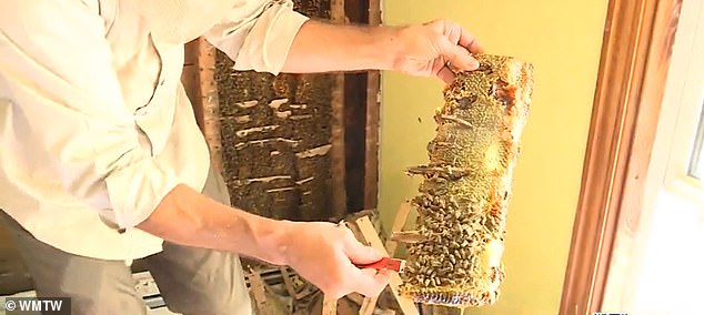 The bees were transported to a hive box outside the house where they will live until they can be relocated elsewhere on the farm.