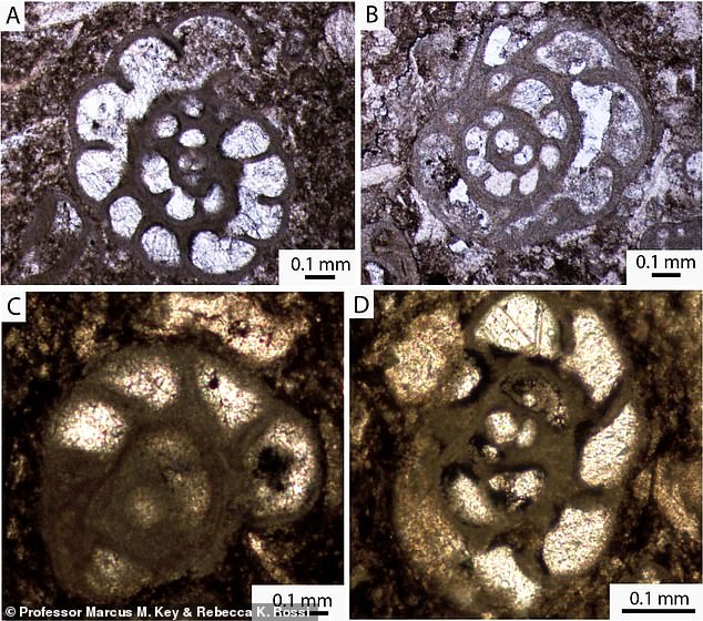 Four species of microfossils were found in the thin sections of the knight's gravestone. They were found in what is now Belgium and Ireland, rather than North America, meaning the knight's gravestone had to have been imported from Europe.