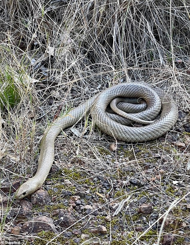 The creature (pictured), which is the world's second most venomous snake, was seen crawling around several gardens in the area.