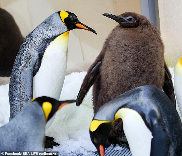 Fans have just two weeks to see Pesto (pictured) in his fluffy brown feathers – he'll soon lose them and gain his black and white feathers.