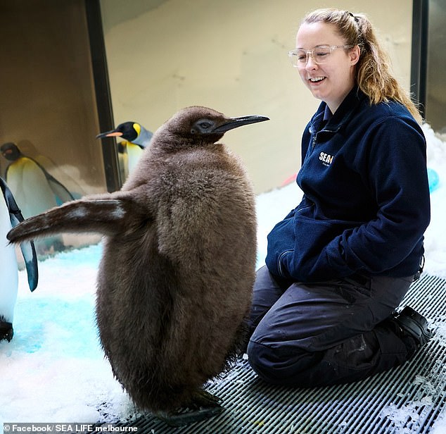 Pesto has become an online star and has a huge following on social media. He is pictured here with a Sea Life aquarium keeper.