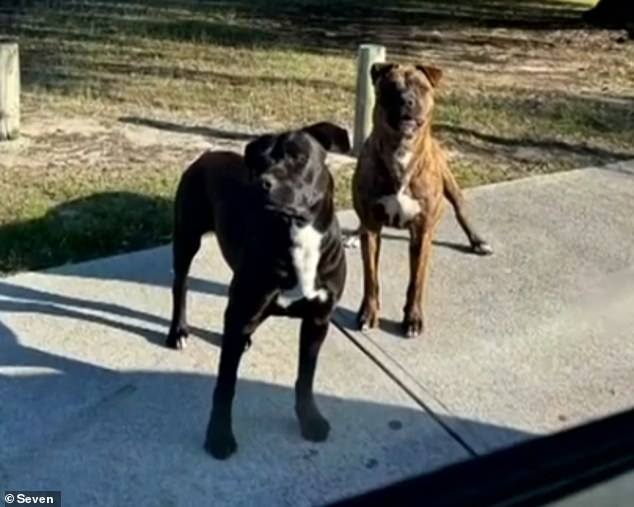 A quick-reacting Uber driver helped Ms Mato and stopped, but the dogs (pictured) chased the car after she was helped into the vehicle.