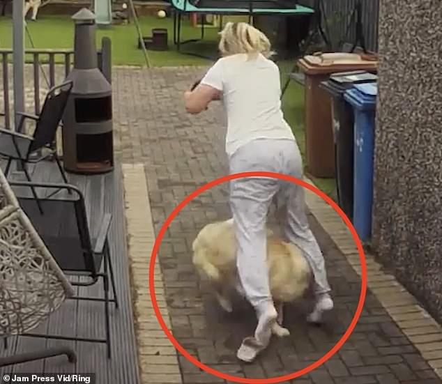 Ms Martin can be seen taking the rubbish out when her Golden Retriever Teddy hurls himself at her and knock the 54-year-old to the ground