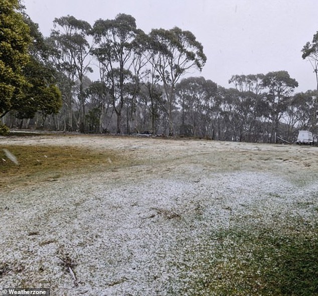 On Thursday, the Central Tablelands of New South Wales saw a spring snowfall, courtesy of the freezing weather.