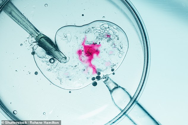 Those conceived through assisted reproductive technology, such as in vitro fertilization (IVF, pictured close up), are significantly more likely to suffer from congenital heart problems.