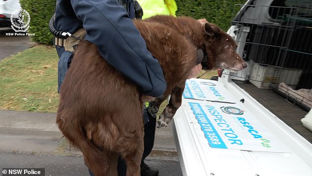 1727397903 468 Sydney men accused of unthinkable acts with animals