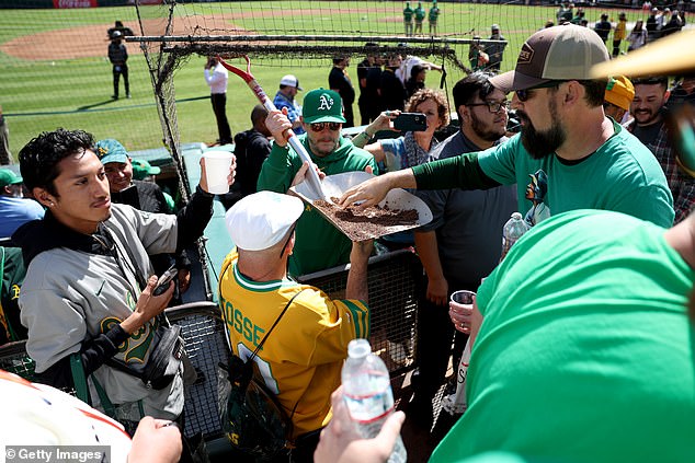 A member of the Oakland Athletics grounds crew gives away dirt from the field to fans.