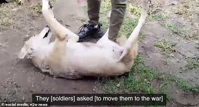 The wolf tamer said that the Russian army asked for his animals and provided them to them.