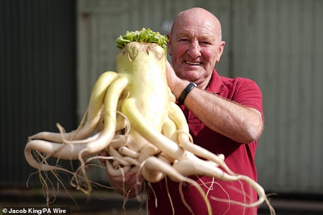 A competitor holds a huge radish that he entered before the giant vegetable championship.