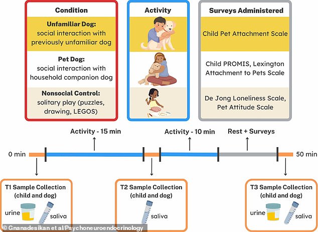 Before, during and after the three play sessions, oxytocin levels were recorded in both dogs and children, from saliva and urine samples.