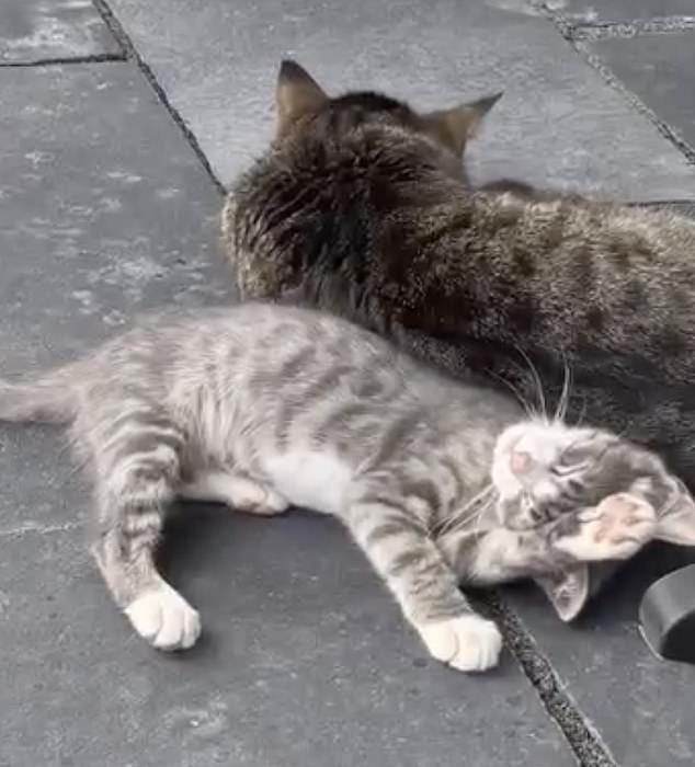 Gwen nursed Corn back to health and became so attached to him that she adopted the cute green-eyed kitten.