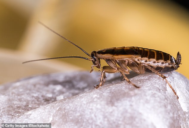 She issued a dire warning about opening packages inside her home after her residence became infested with cockroaches, prompting Amazon to shut down the theory (file image)