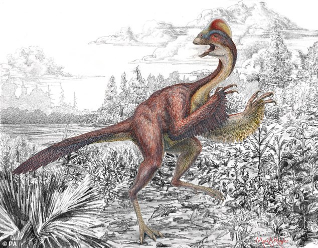 Discovered in 2014, the 3-metre-tall 'Anzu wyliei' creature (pictured above) gets its name from a chicken-like crest on its head, feathered wings, long claws and a dangerous beak.