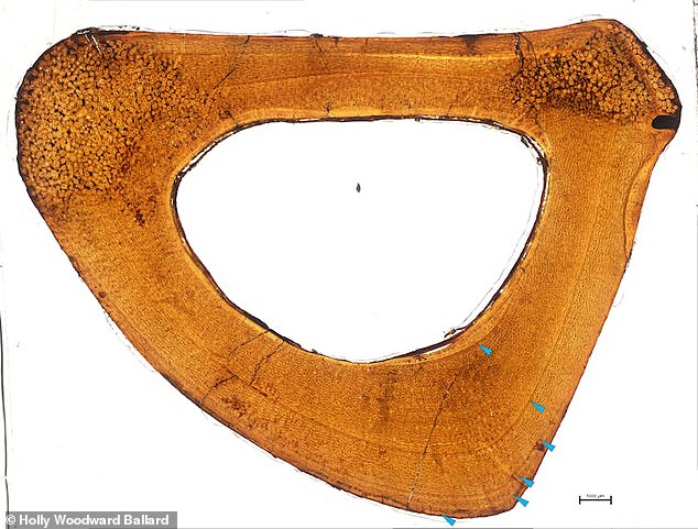 The help of Dr. Holly Woodward-Ballard, associate professor of anatomy at Oklahoma State, revealed that the space between the outer rings of the bone slices of the new specimen (above) was too tight to be bone from an 'Anzu wyliei ' youthful, suggesting a new 'hell'. chicken'