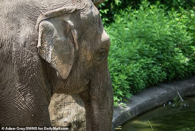 The zoo also recently released images of Happy wandering around the outdoor enclosure before the park's opening hours in an attempt to reassure the public.