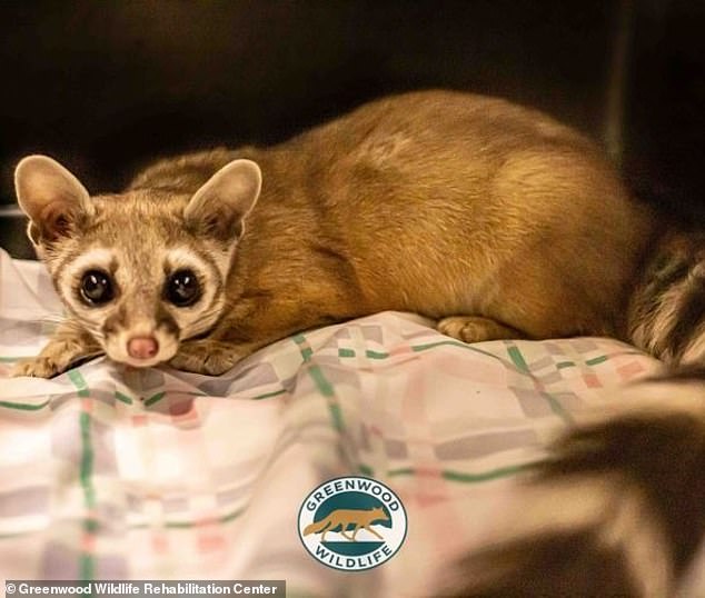 In Colorado, an adorable ring-tailed cat (pictured) was rescued from a pantry in January