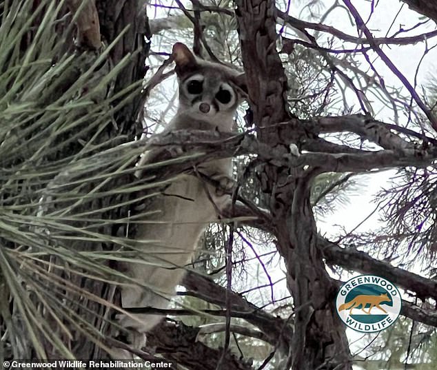 Their presence in northern Colorado surprised rescuers since the area is outside their native territory.