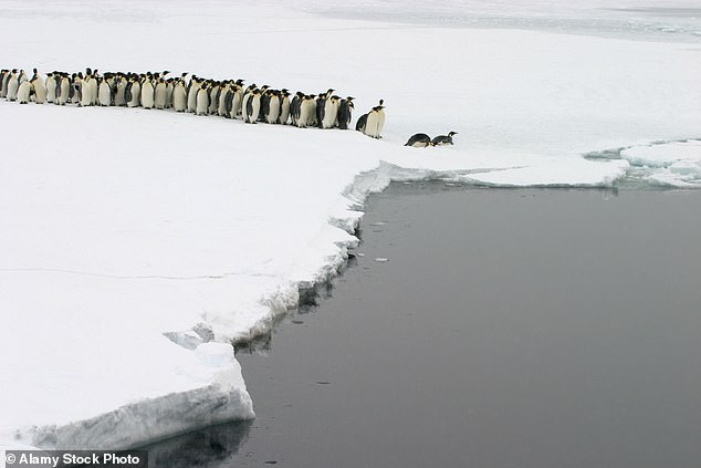 An Antarctic ice shelf as large as the Isle of Wight fractured to form a new iceberg four months ago, separating newborn penguins from their parents.