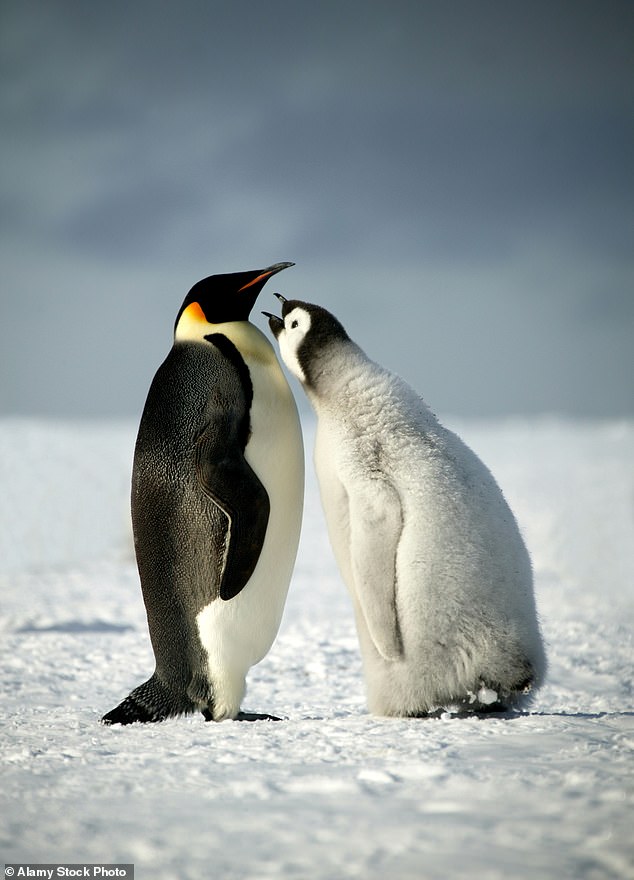 Until now, his team had not been able to confirm whether the colony (whether adults or chicks) had survived the ice breakup, but satellite images have confirmed that many of them have survived.